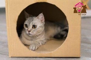 cách làm đồ chơi cho mèo bằng thùng carton
