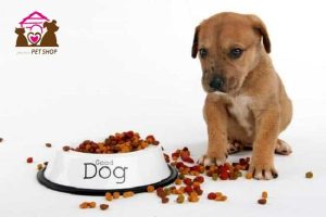 cách làm thức ăn cho chó