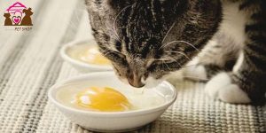 Trứng cho mèo con