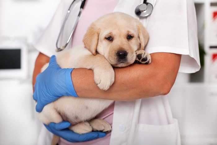 Cách chữa trị thú cưng bị tiêu chảy ở mức độ nhẹ