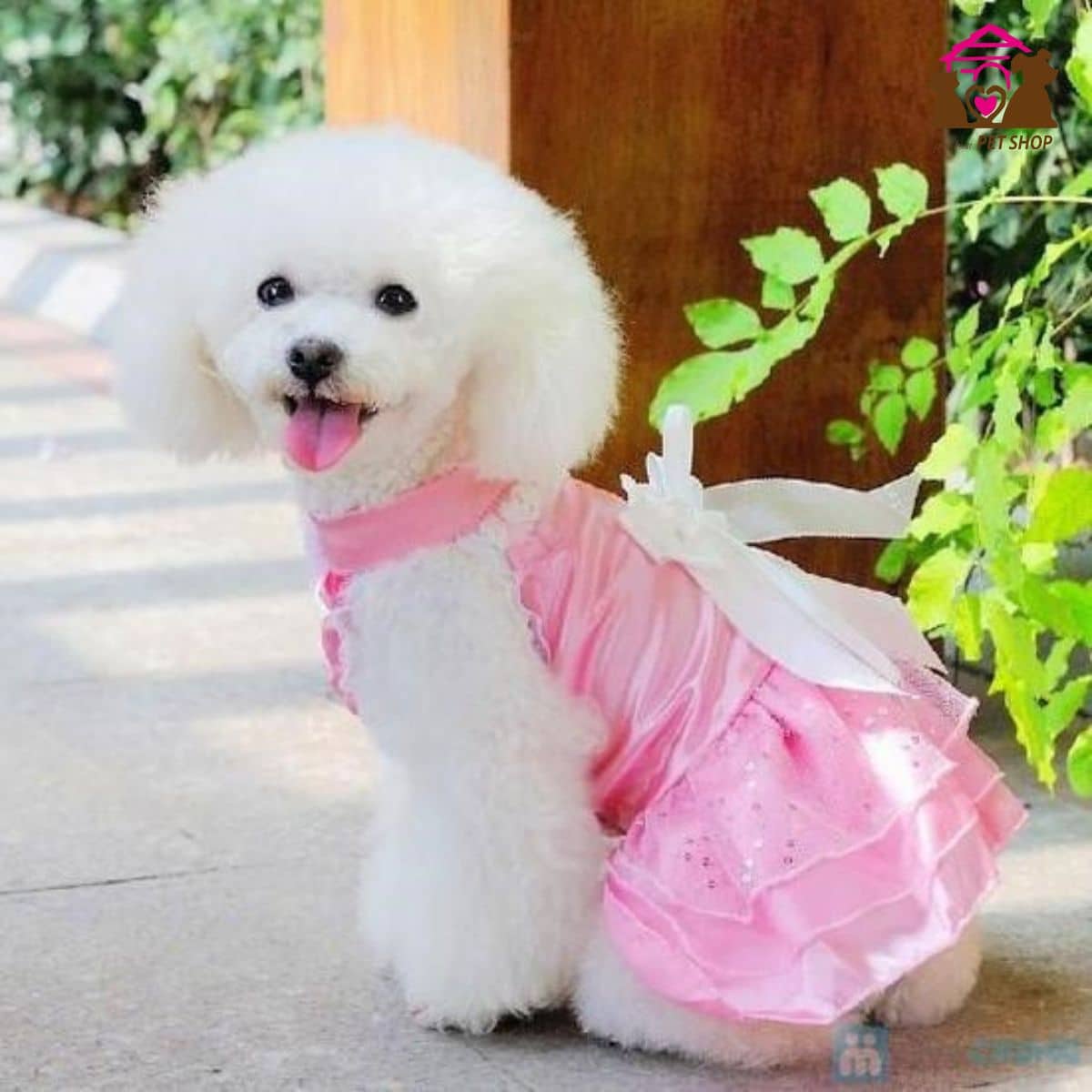 váy-chó-poodle
