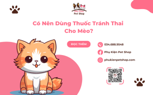 Có Nên Dùng Thuốc Tránh Thai Cho Mèo?