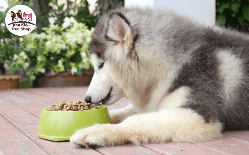 Bật mí 3 Cách chế biến thức ăn cho chó husky
