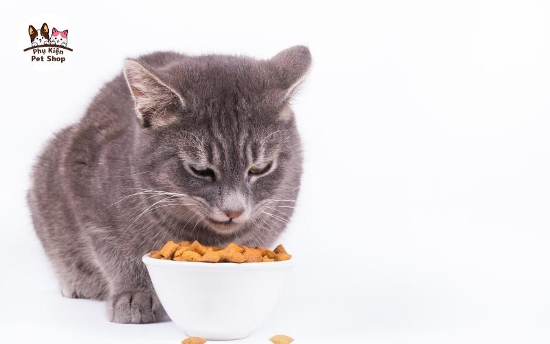 mèo anh ăn gì giàu dưỡng chất
