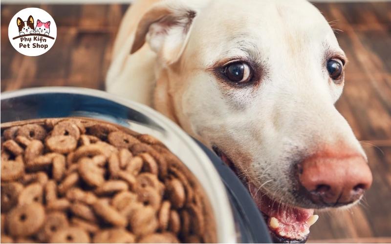Cho chó ăn cám tăng trọng được không?