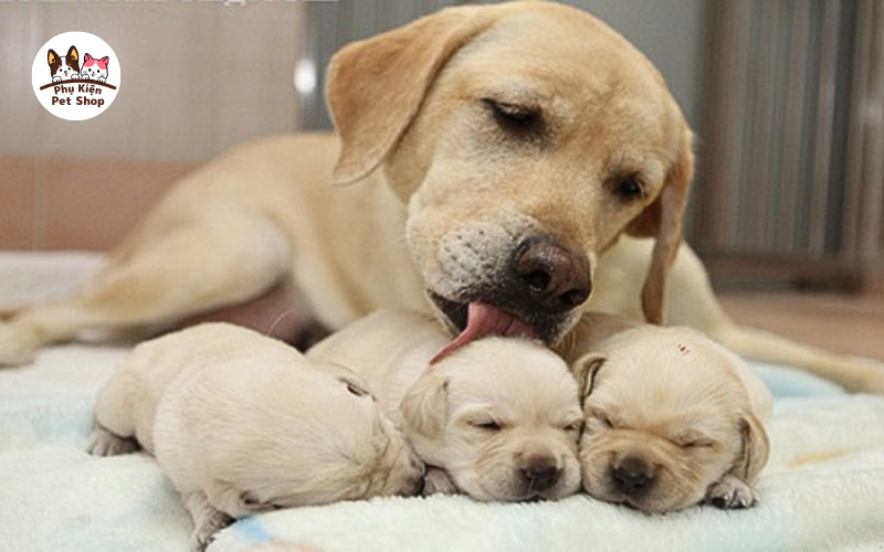 Chăm sóc chó mẹ sau sinh về kỹ thuật