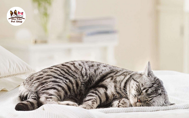 Một số triệu chứng thường thấy sau khi tiêm phòng cho mèo