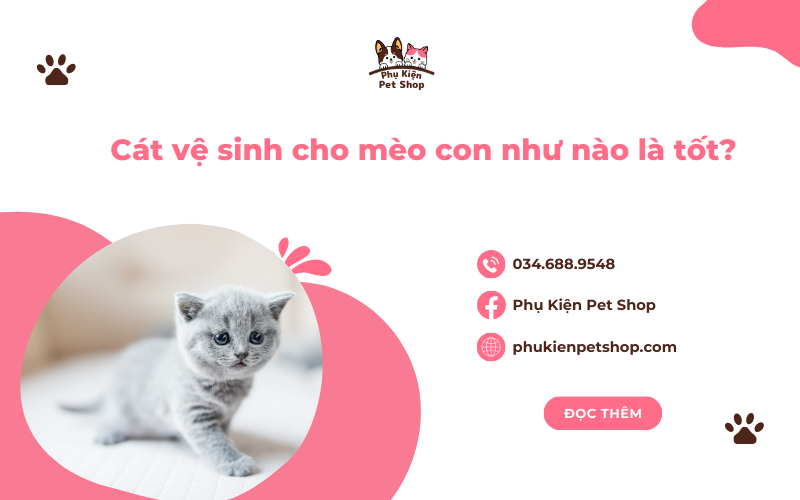 cat-ve-sinh-cho-meo-con