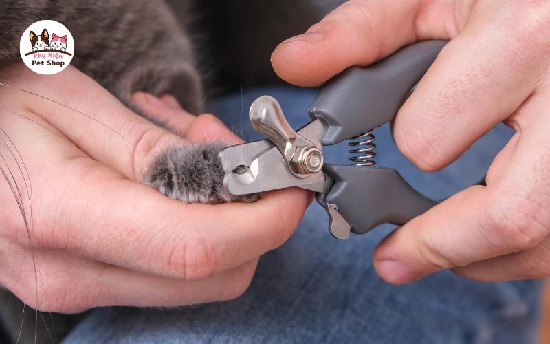 Kiểm tra kỹ cắt móng cho mèo
